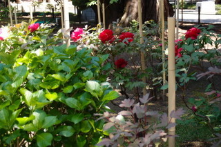 P4195071.jpg