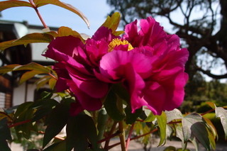 P4205145.jpg