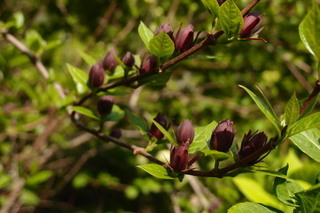 P4205162.jpg