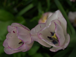 P4219120.jpg