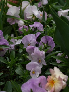 P4219130.jpg