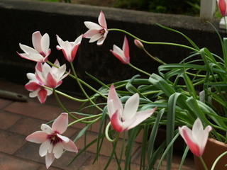 P4219146.jpg