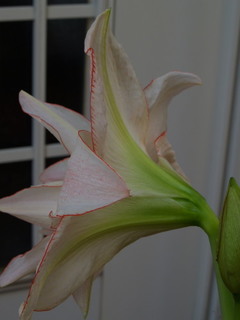 P4229820.jpg