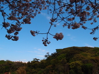 P4238909.jpg