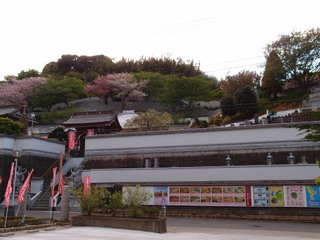 P4238977.jpg