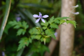 P4275213.jpg