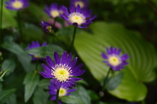 P4275227.jpg