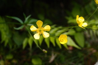 P4275229.jpg