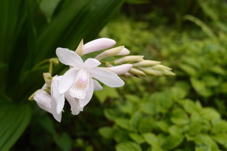 P4275242.jpg