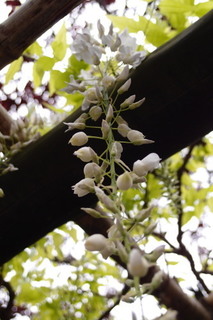 P4275257.jpg