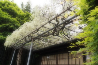 P4275299.jpg