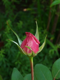 P4289855.jpg