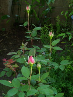 P4289877.jpg