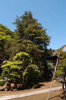 P4295359.jpg