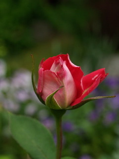 P5098443.jpg