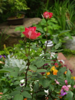 P5098452.jpg