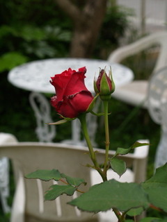 P5098454.jpg