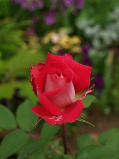 P5098457.jpg