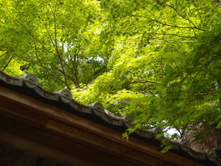 P5261047.jpg