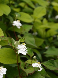 P5261063.jpg
