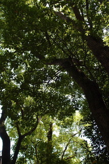 P5315544.jpg