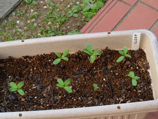 P6029954.jpg