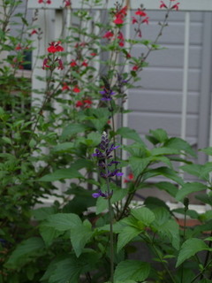 P6268512.jpg