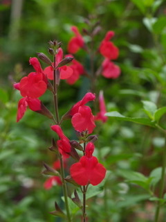 P6268520.jpg