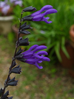 P6268536.jpg