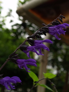 P6268538.jpg