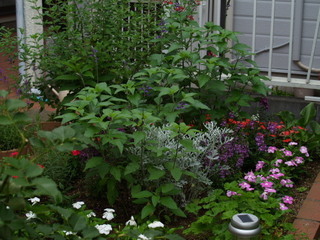 P6268552.jpg