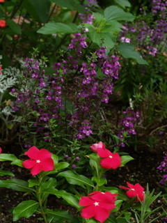 P6268573.jpg