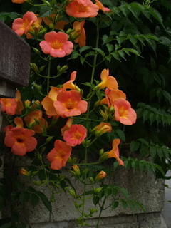 P6268576.jpg