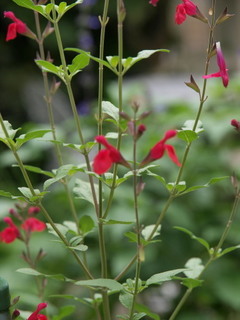 P6289080.jpg