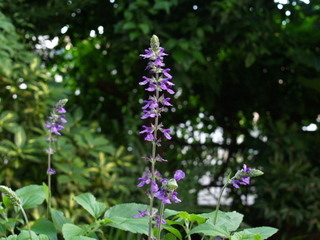P6300004.jpg