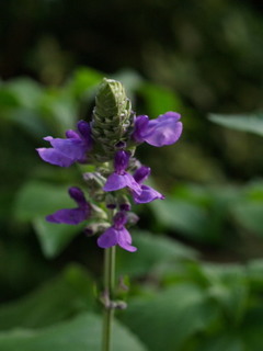 P6300006.jpg