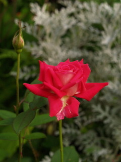 P6300008.jpg