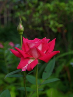 P6300012.jpg