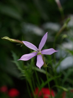 P6300016.jpg