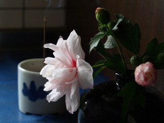 P7050081.jpg