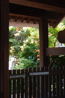 P7066152.jpg