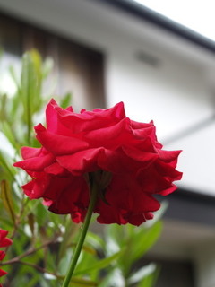 P7070111.jpg