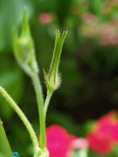 P7070119.jpg