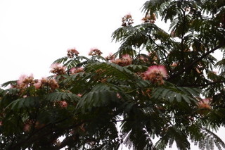 P7086210.jpg