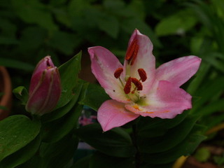 P7088595.jpg