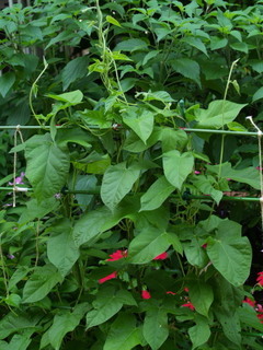 P7110149.jpg