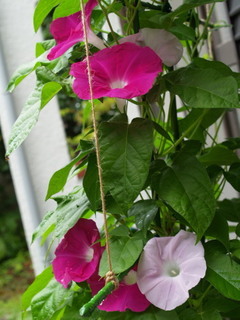 P7120170.jpg
