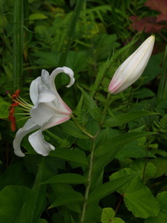P7131821.jpg