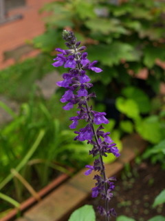 P7131830.jpg