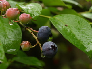 P7141844.jpg